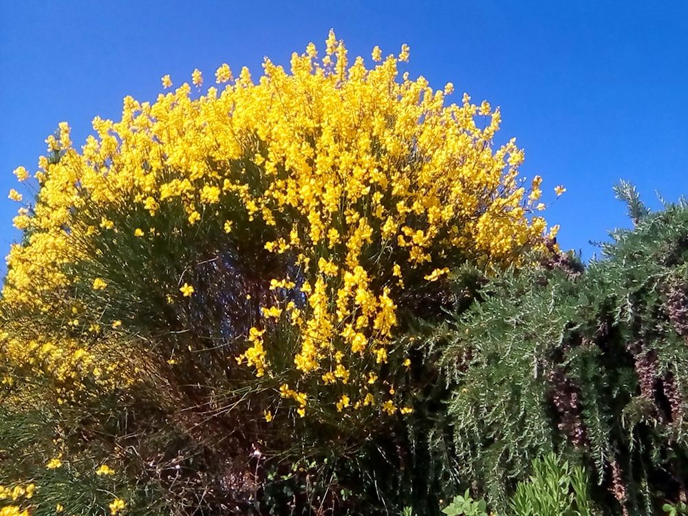 Yellow flowers blue sky art print by Archivio for $57.95 CAD