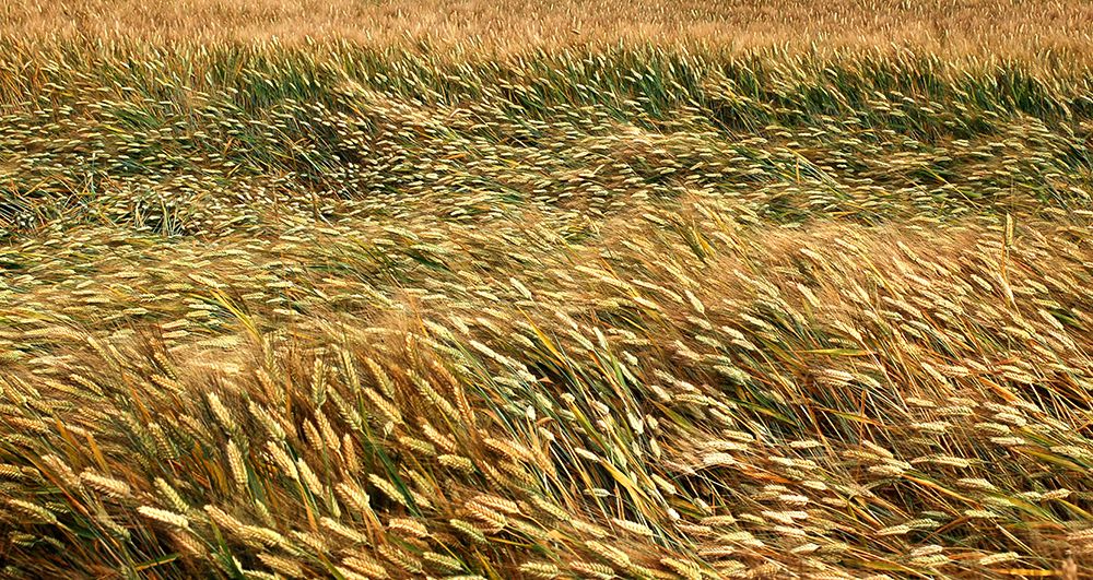 Golden Wheat Field art print by Anonymous for $57.95 CAD