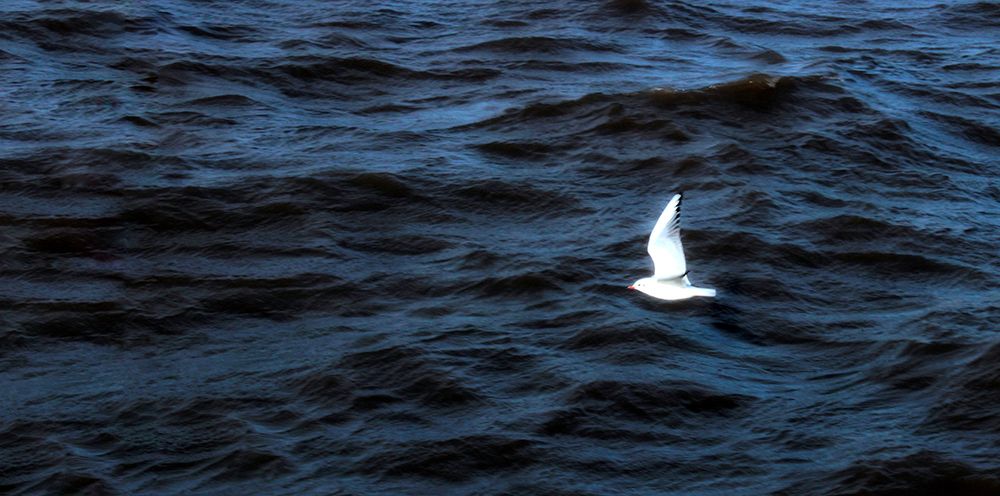 Seagull Flying on the blue Sea art print by Anonymous for $57.95 CAD