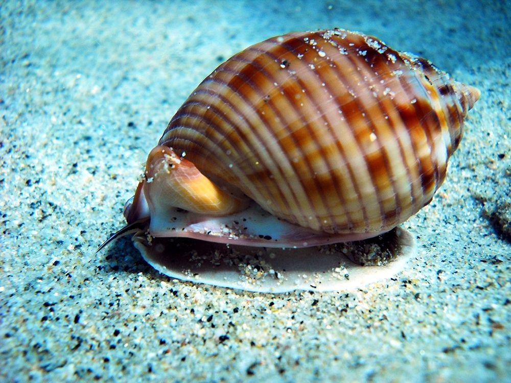 Casside-underwater-seashell art print by Enzo Pace for $57.95 CAD