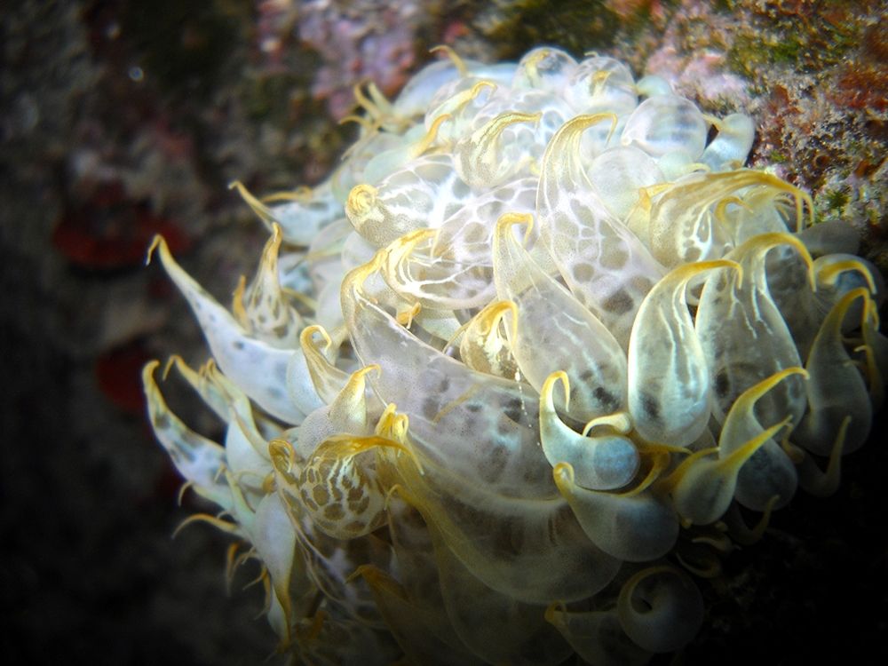 Aiptasia-mutabilis-underwater-photo art print by Enzo Pace for $57.95 CAD