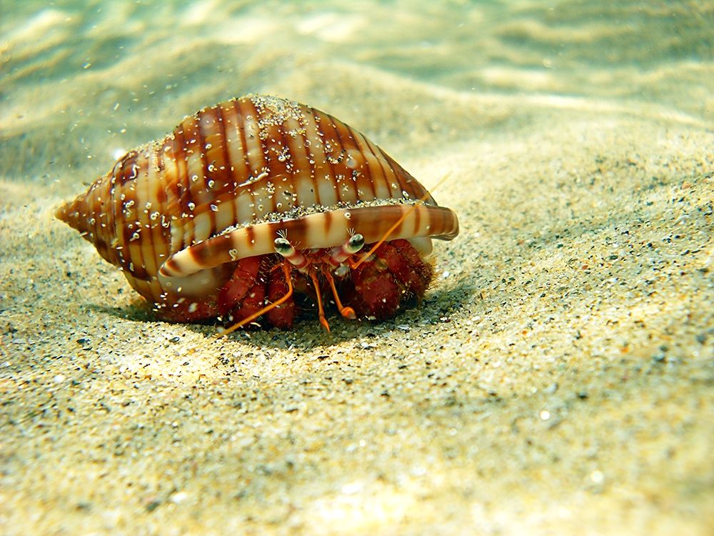 Hermit-crab-under-water-sea-photo art print by Enzo Pace for $57.95 CAD