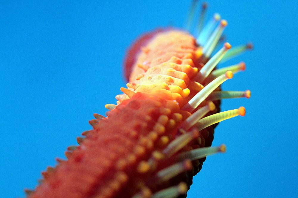 Starfish-arm-under-water-photo art print by Enzo Pace for $57.95 CAD