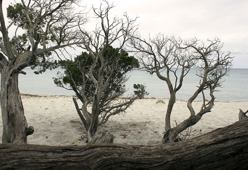 Cala-brandinchi-beach-sea art print by Enzo Pace for $57.95 CAD