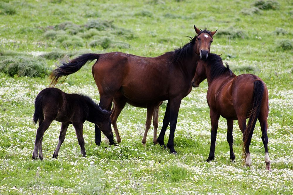 Countryside--photo-horse-family art print by Enzo Pace for $57.95 CAD