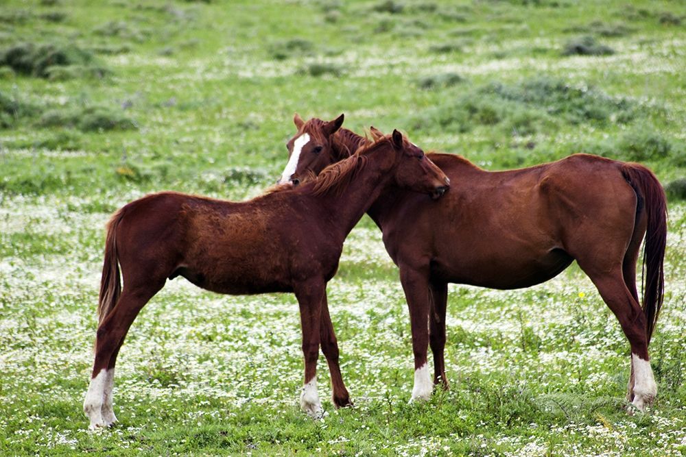 Countryside-photo-horse-love-couple art print by Enzo Pace for $57.95 CAD