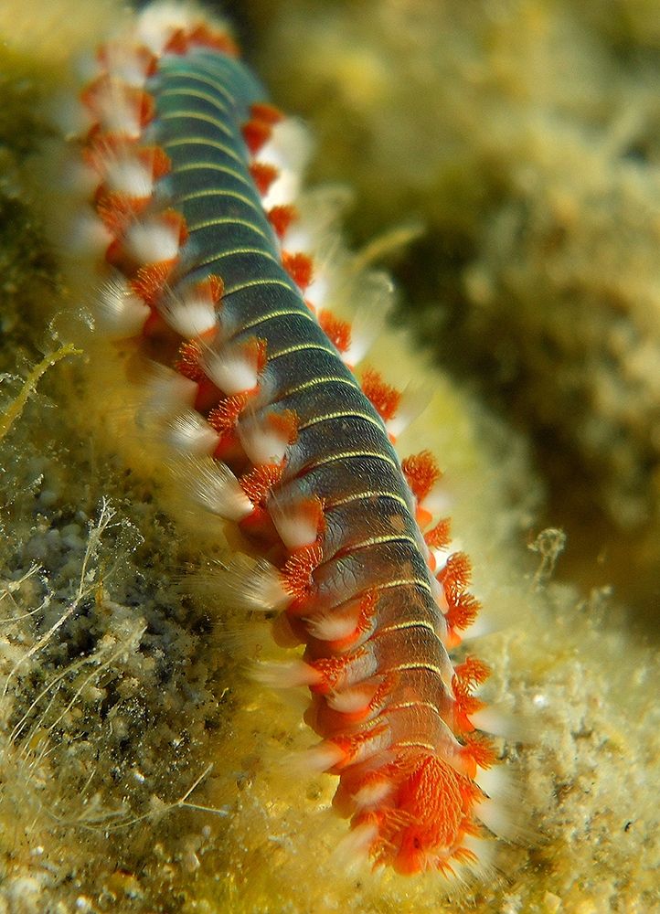 Under-water-Hermodice-carunculata art print by Enzo Pace for $57.95 CAD