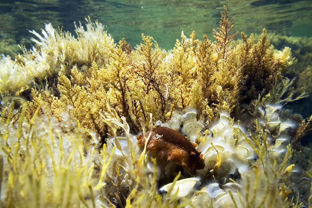 Under-water-jungia-aurantiaca art print by Enzo Pace for $57.95 CAD
