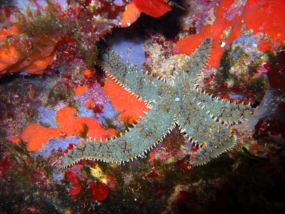 Under-water-Matasterias-gacialis art print by Enzo Pace for $57.95 CAD