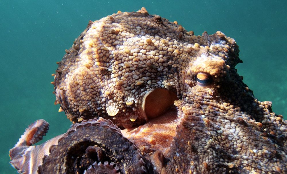Under-water-octopus-vulgaris art print by Enzo Pace for $57.95 CAD