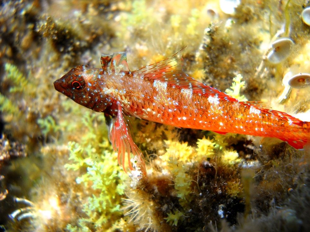 Under-water-fish-chili-pepper art print by Enzo Pace for $57.95 CAD