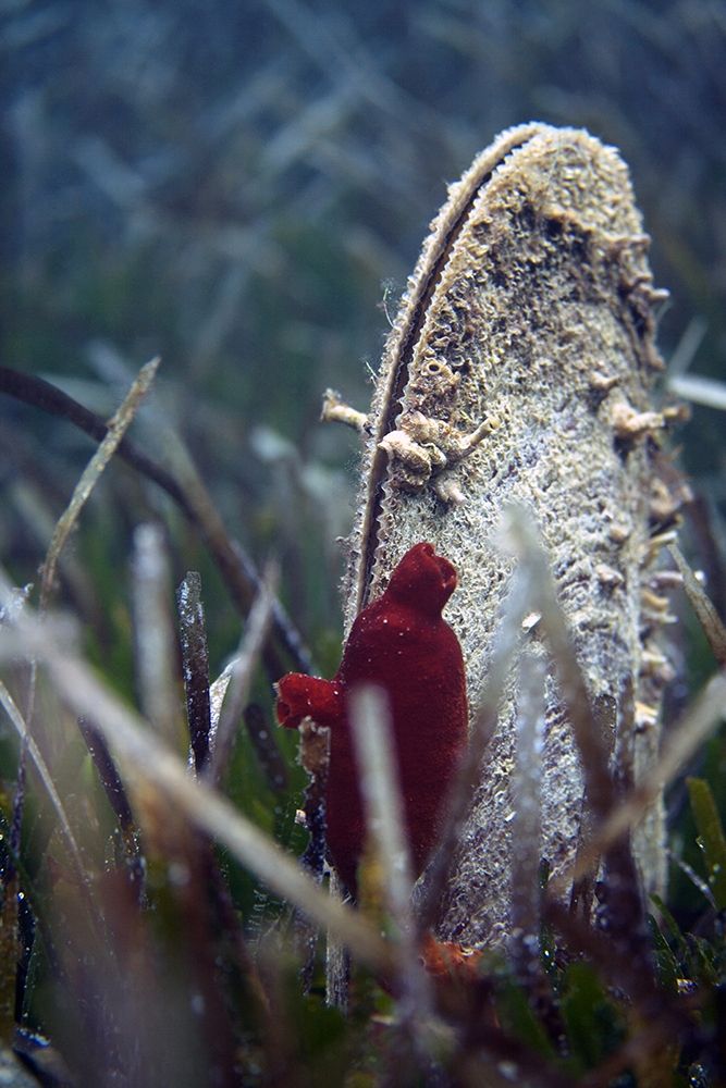 Under-water-Pinna-nobilis-II art print by Enzo Pace for $57.95 CAD