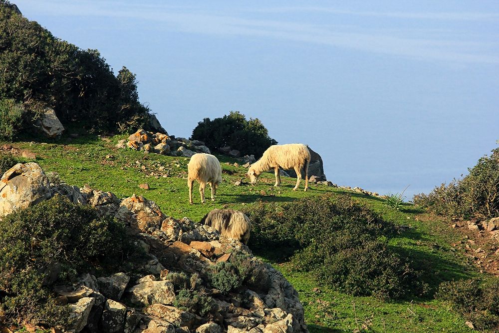 Sheep eating grass on the green hill art print by Saiu Giovanni for $57.95 CAD