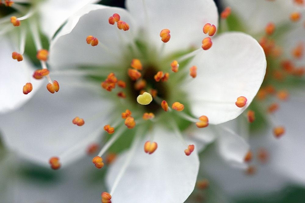 Enchanting White Flower with orange corolla art print by Saiu Giovanni for $57.95 CAD