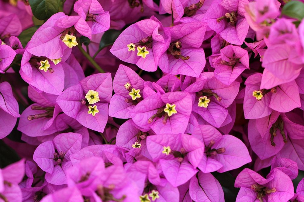 Enchanting Bougainvillea pink flowers art print by Saiu Giovanni for $57.95 CAD