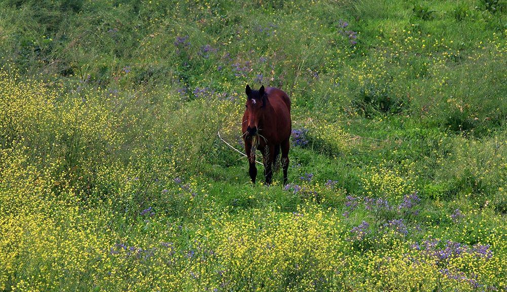 Wild Horse eating grass in Sardinia art print by Saiu Giovanni for $57.95 CAD