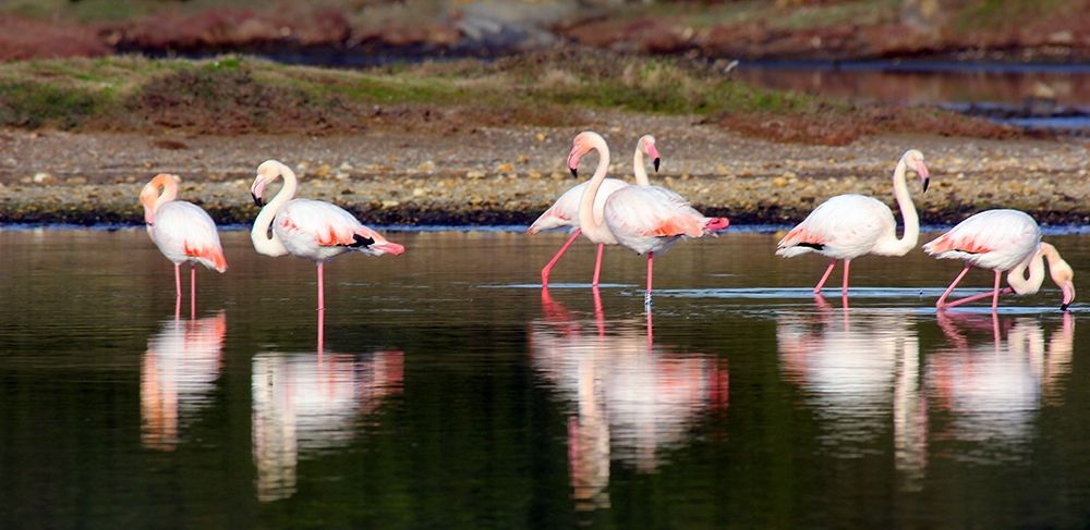 Pink Flamingos in the pond art print by Saiu Giovanni for $57.95 CAD