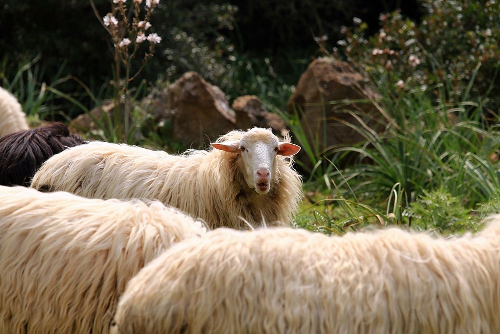 Peaceful Sheeps in Sardinia art print by Saiu Giovanni for $57.95 CAD