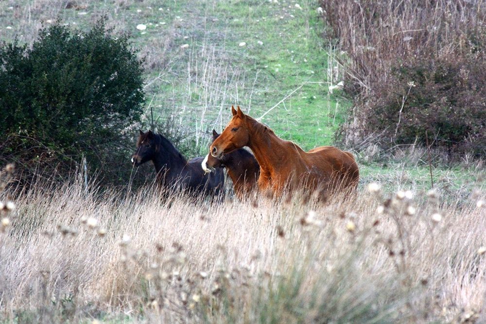 Enchanting Wild Horses in Sardinia art print by Saiu Giovanni for $57.95 CAD