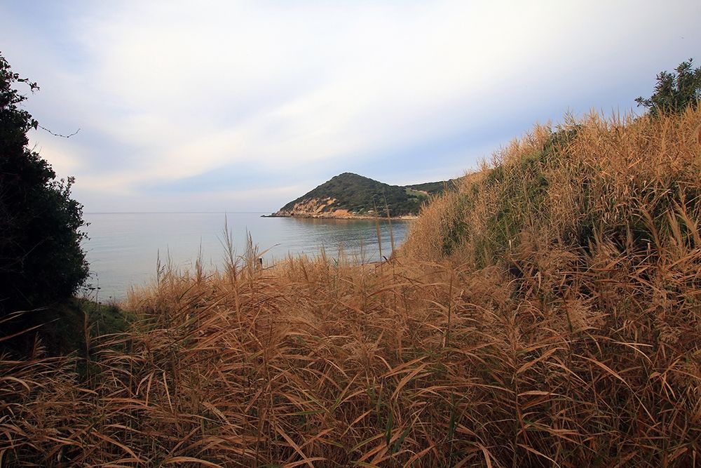 Relaxing view from the coast with wild plants art print by Saiu Giovanni for $57.95 CAD