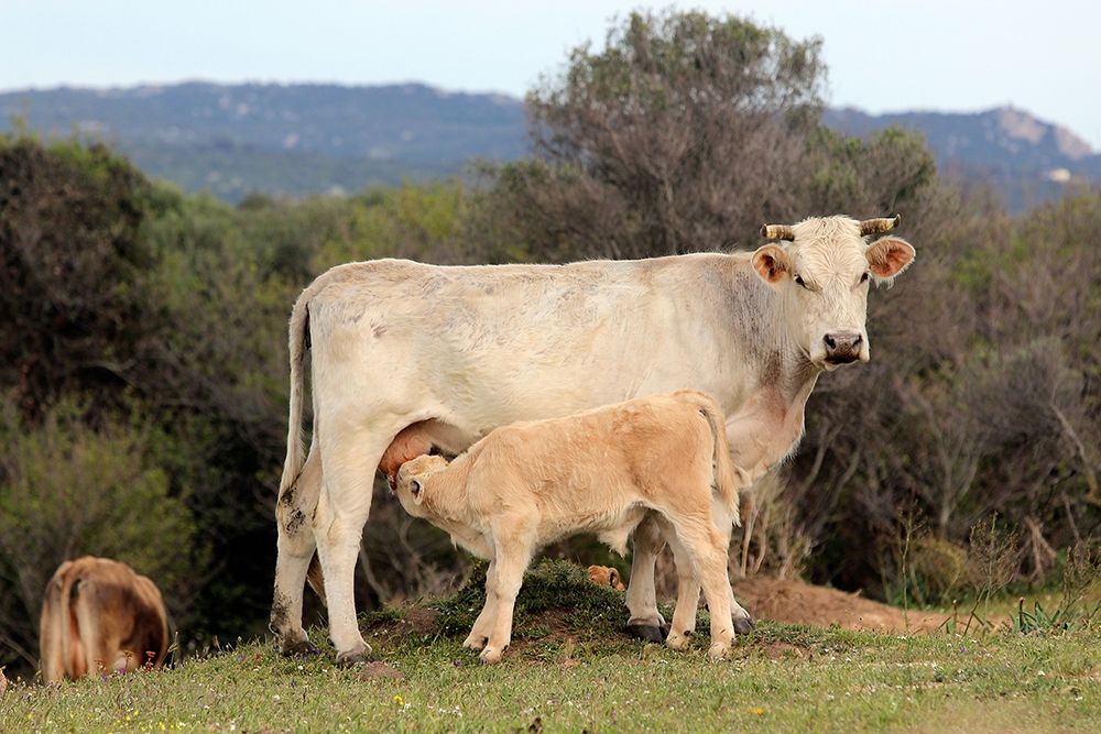 Tender calf with his mother art print by Saiu Giovanni for $57.95 CAD