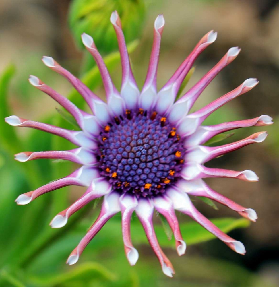 Beautiful flower with purple capitulum and pink petals art print by Saiu Giovanni for $57.95 CAD