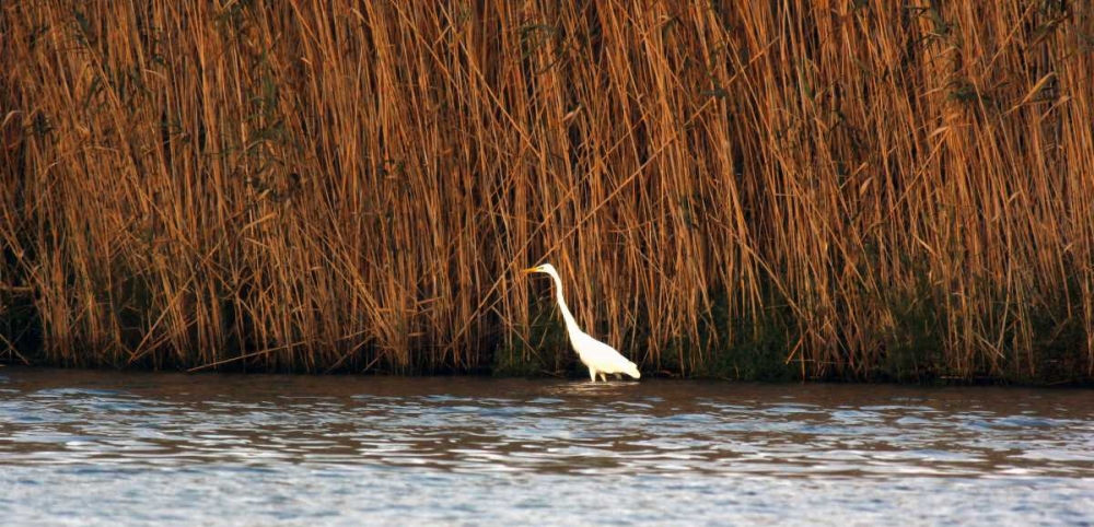White Water Bird in the pond art print by Saiu Giovanni for $57.95 CAD