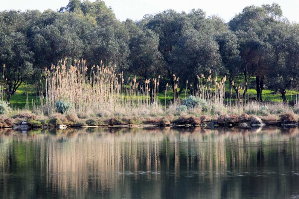 Pond surrounded by olive trees and canes art print by Saiu Giovanni for $57.95 CAD