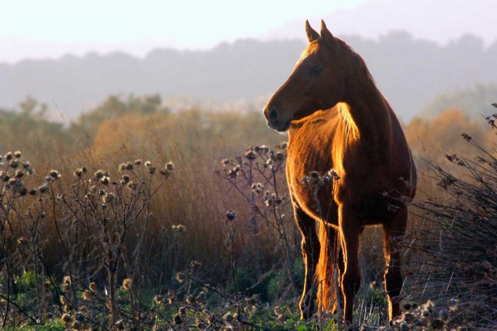 Enchanting wild horse in the sardinian countryside art print by Saiu Giovanni for $57.95 CAD