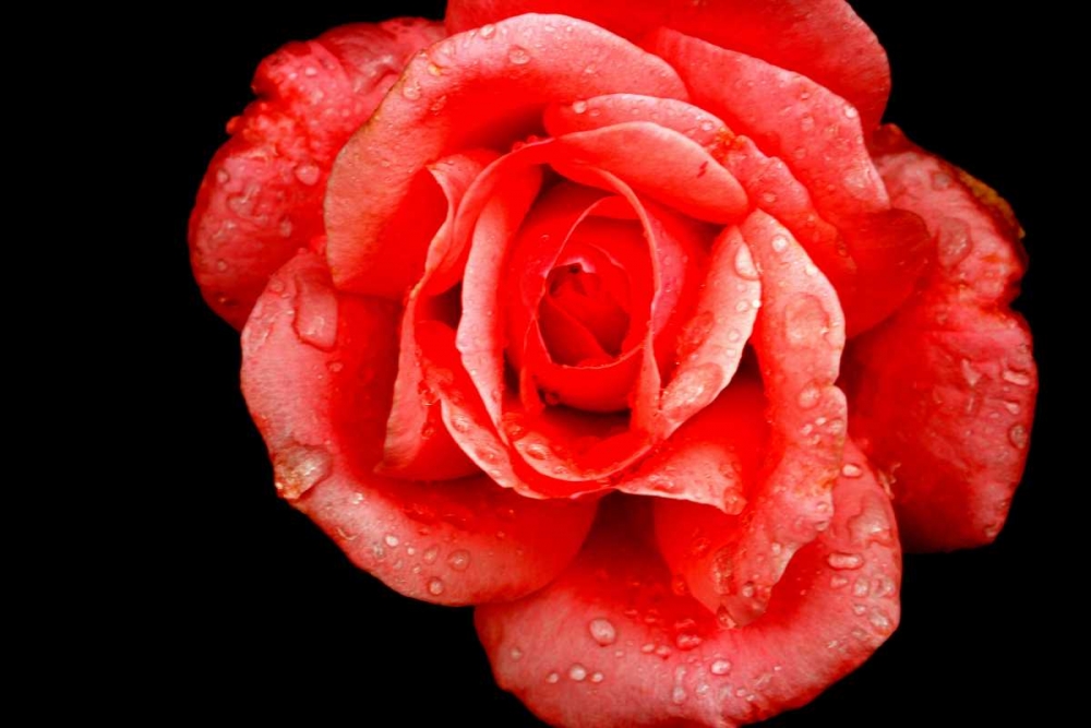 Romantic red rose on black backgroung art print by Saiu Giovanni for $57.95 CAD