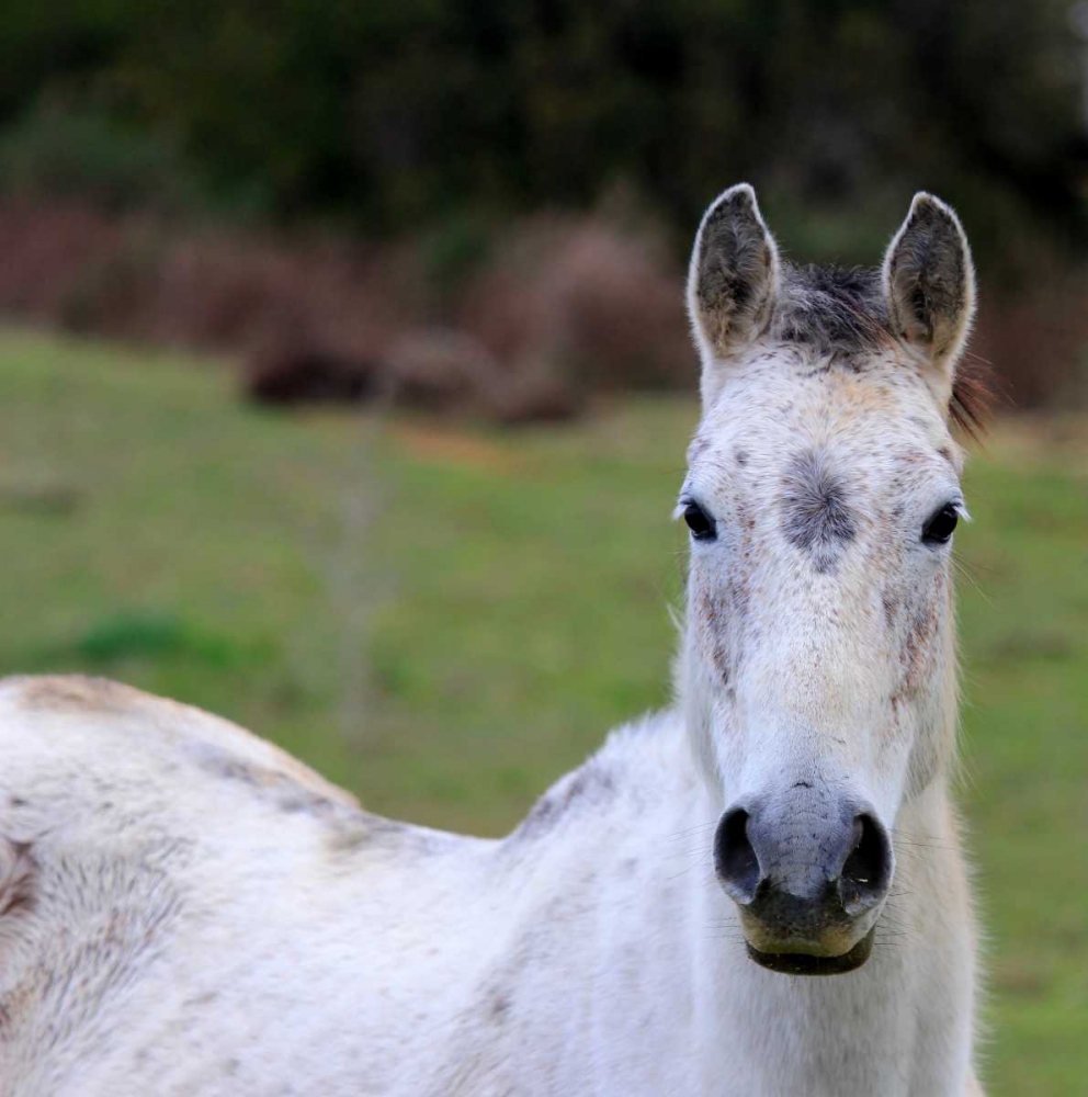 Wild White Horse in the sardinian countryside art print by Saiu Giovanni for $57.95 CAD