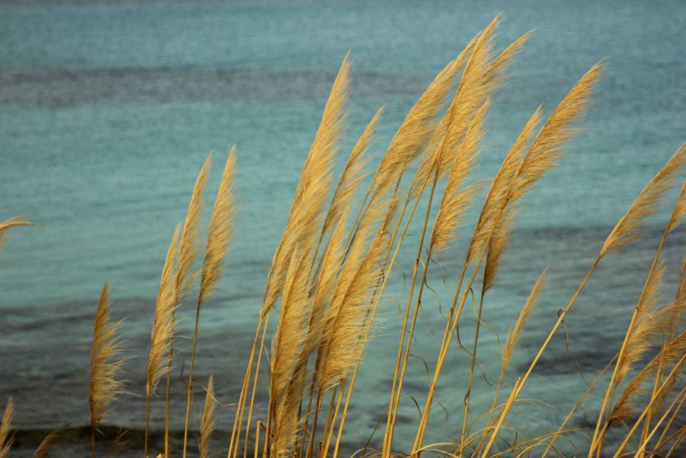 Canes in the wind in fron of the blue sea art print by Saiu Giovanni for $57.95 CAD