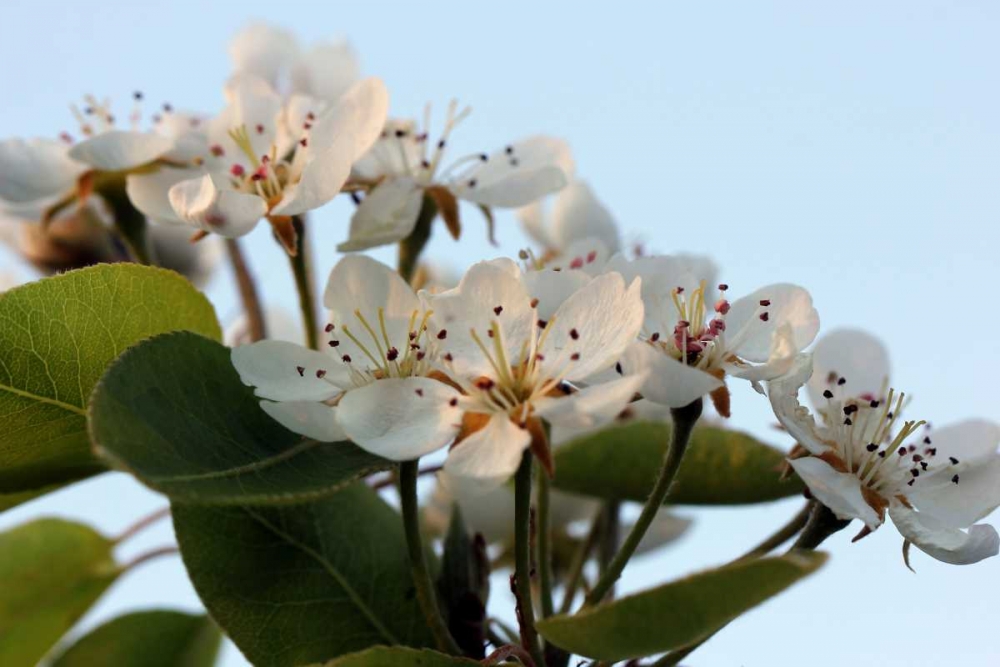 Enchanting pear flowers art print by Saiu Giovanni for $57.95 CAD