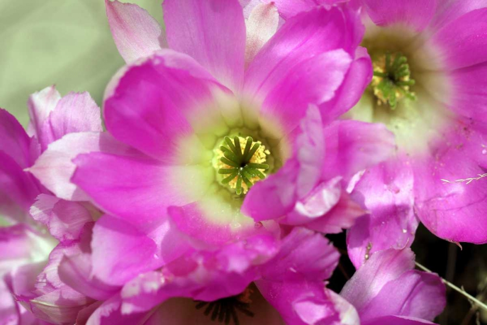 Lovely pink flowers art print by Saiu Giovanni for $57.95 CAD