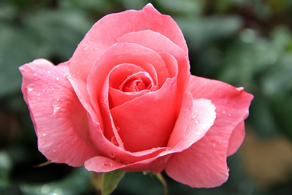 Enchanting pink rose in the garden art print by Giovanni Saiu for $57.95 CAD