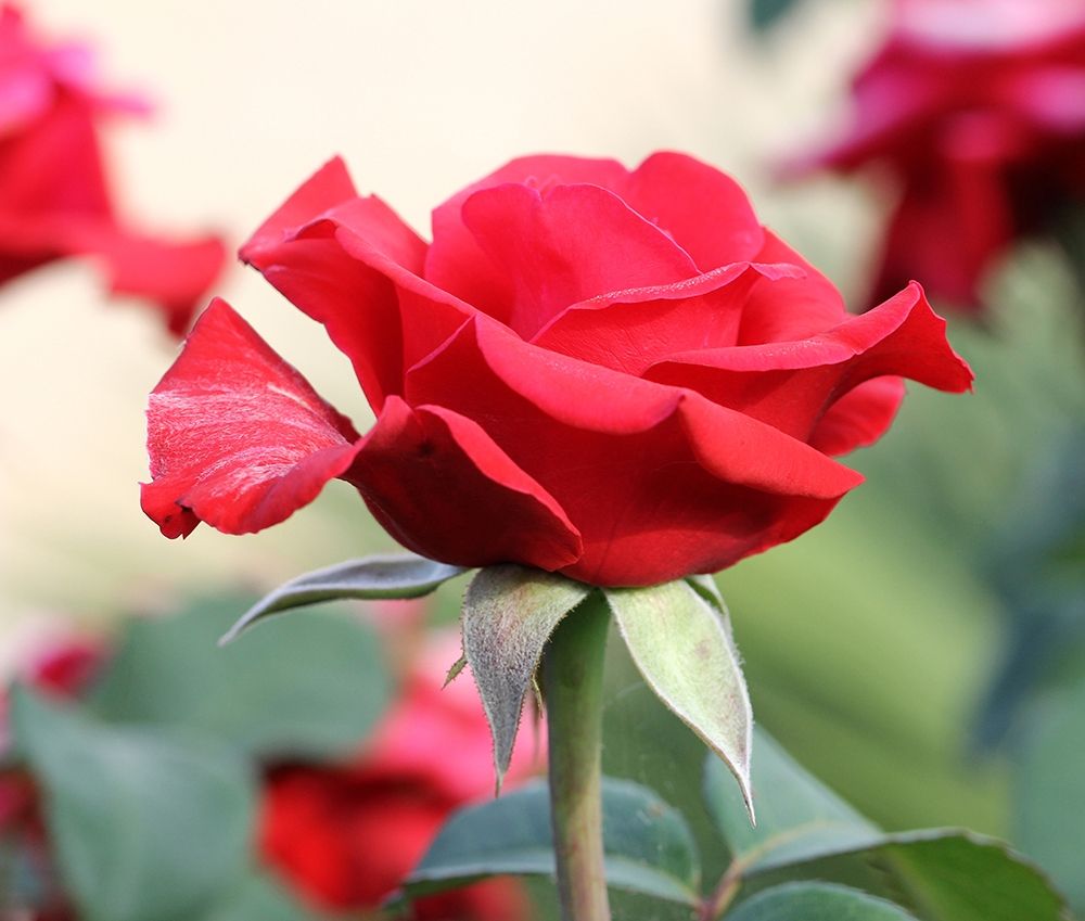 The queen of the garden ? red rose art print by Giovanni Saiu for $57.95 CAD