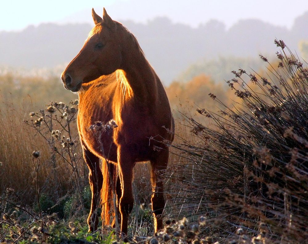 Wild brown horse at sunset art print by Giovanni Saiu for $57.95 CAD