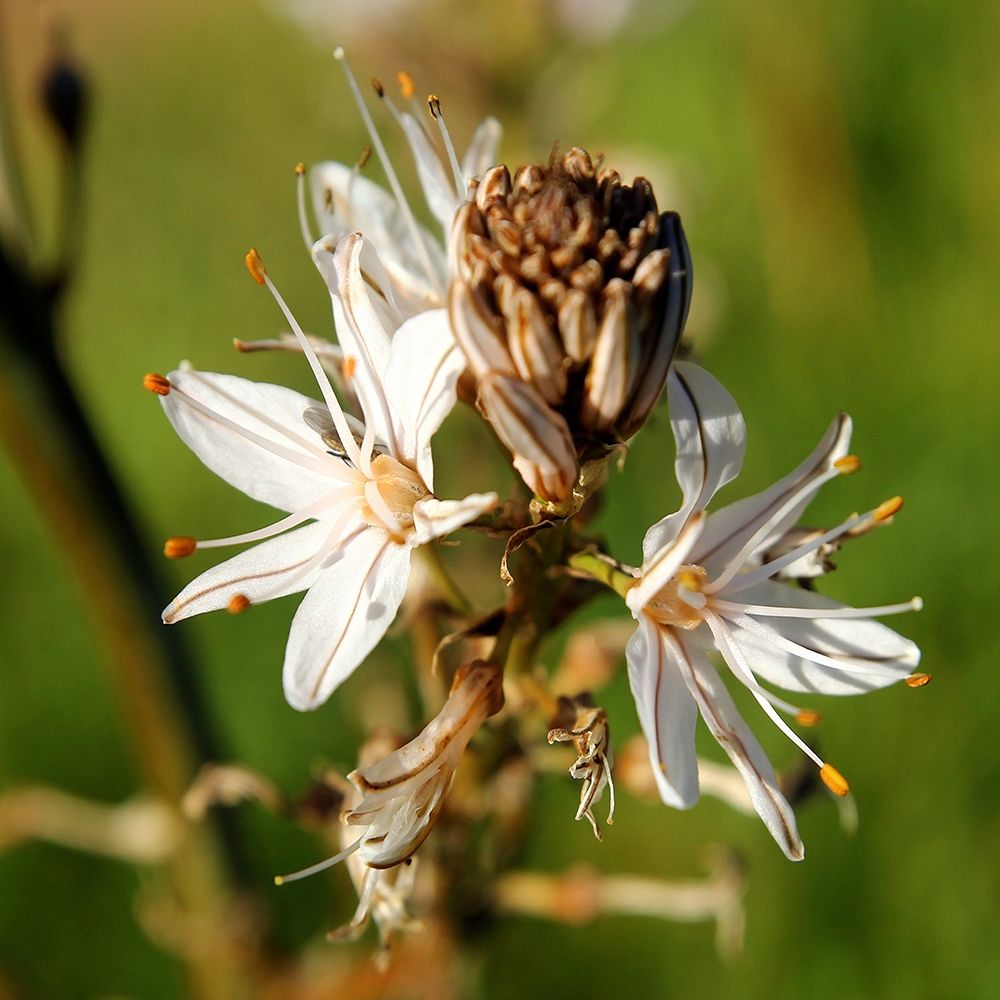 Enchanting white wildflowers in spring art print by Giovanni Saiu for $57.95 CAD