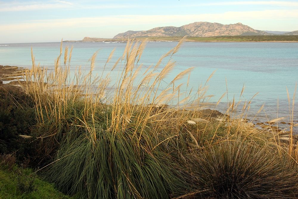 Wildplants on the coast in front of asinara island in sardinia art print by Giovanni Saiu for $57.95 CAD