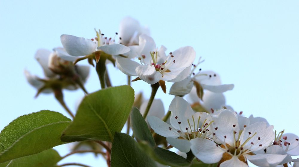 Almond  white flowers in spring art print by Giovanni Saiu for $57.95 CAD