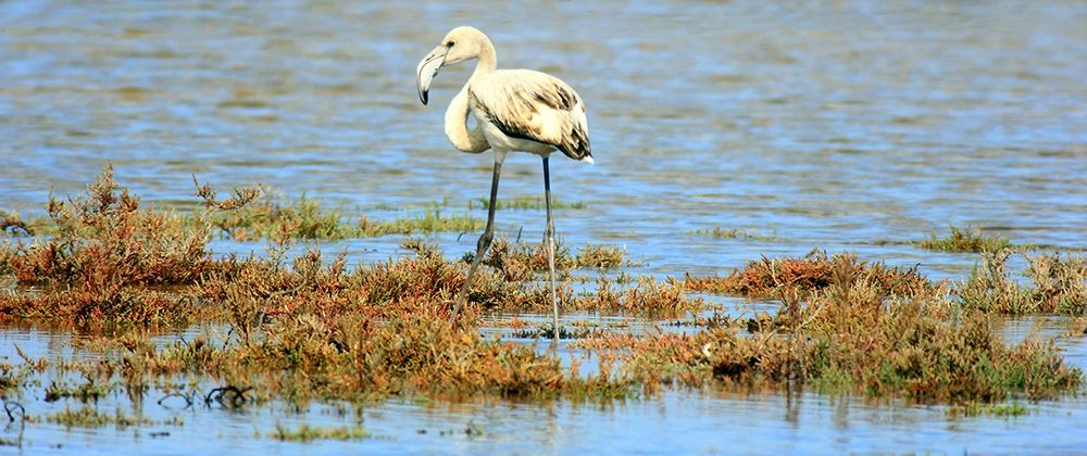 White Flamingo in the pond art print by Giovanni Saiu for $57.95 CAD