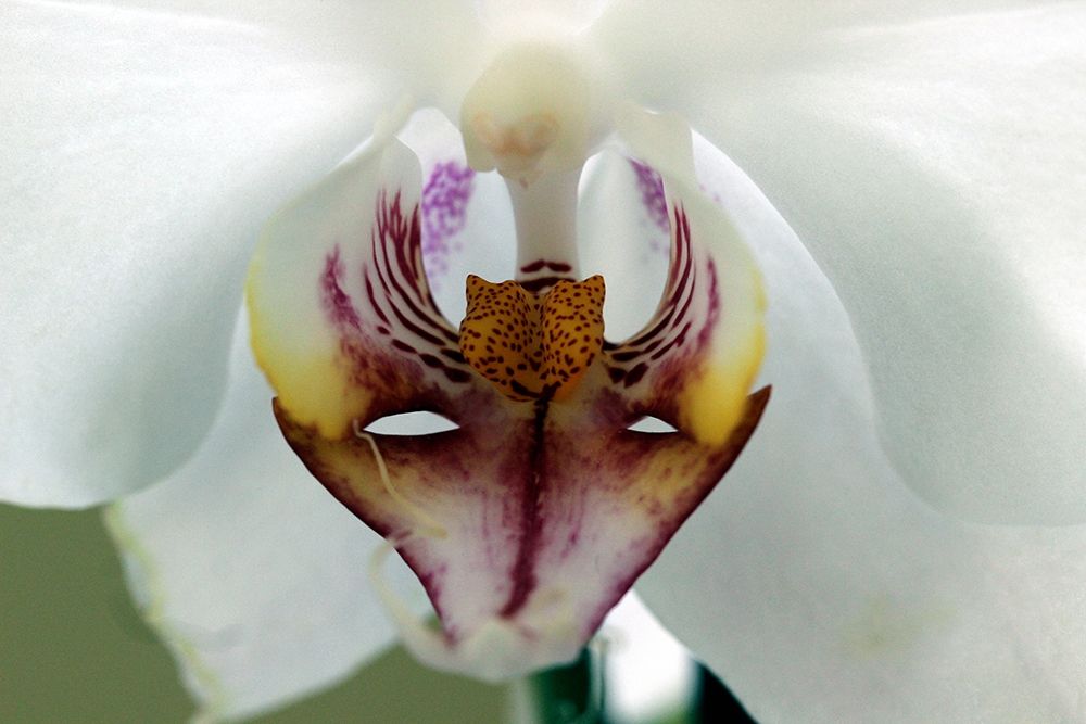 The queen of the garden  enchanthing white orchid art print by Giovanni Saiu for $57.95 CAD