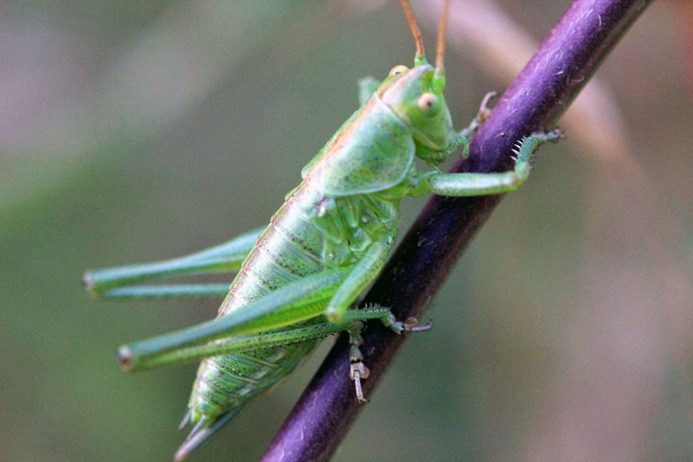 Green Grasshopper on a purple branch art print by Giovanni Saiu for $57.95 CAD