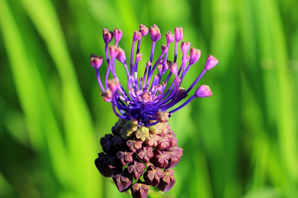 Amazing purple flower and grass art print by Giovanni Saiu for $57.95 CAD