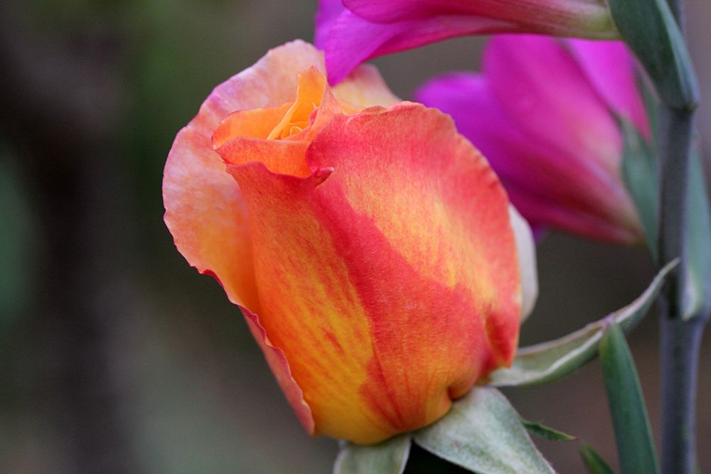 Enchanting pink rosebud art print by Giovanni Saiu for $57.95 CAD