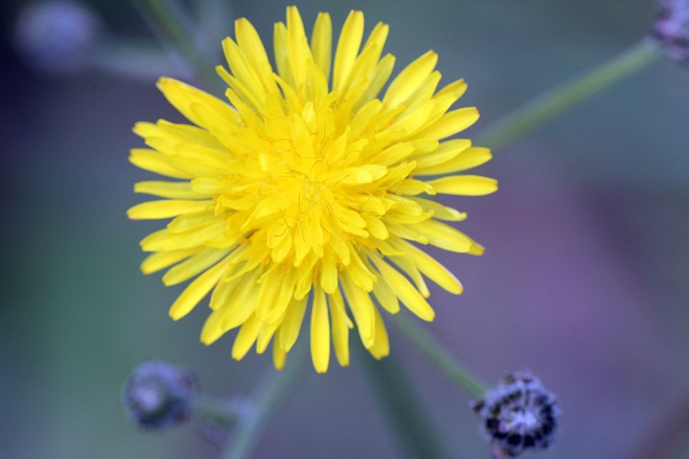 Bright Yellow wild flower on green and purple background art print by Giovanni Saiu for $57.95 CAD