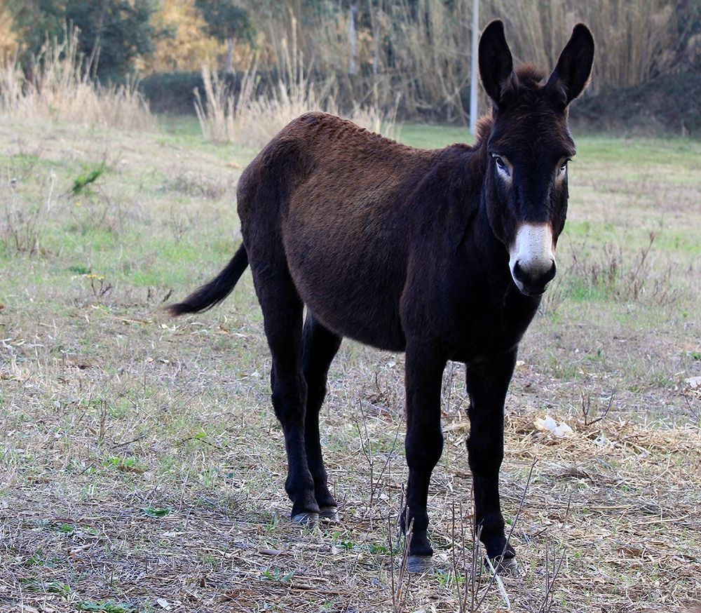 Brown donkey in the contryside art print by Giovanni Saiu for $57.95 CAD