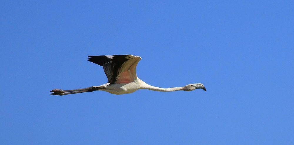 Flying free flamingo in the blue sky art print by Giovanni Saiu for $57.95 CAD