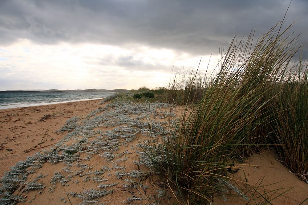 Sandy dunes and wild plants on the sardinian coast art print by Giovanni Saiu for $57.95 CAD