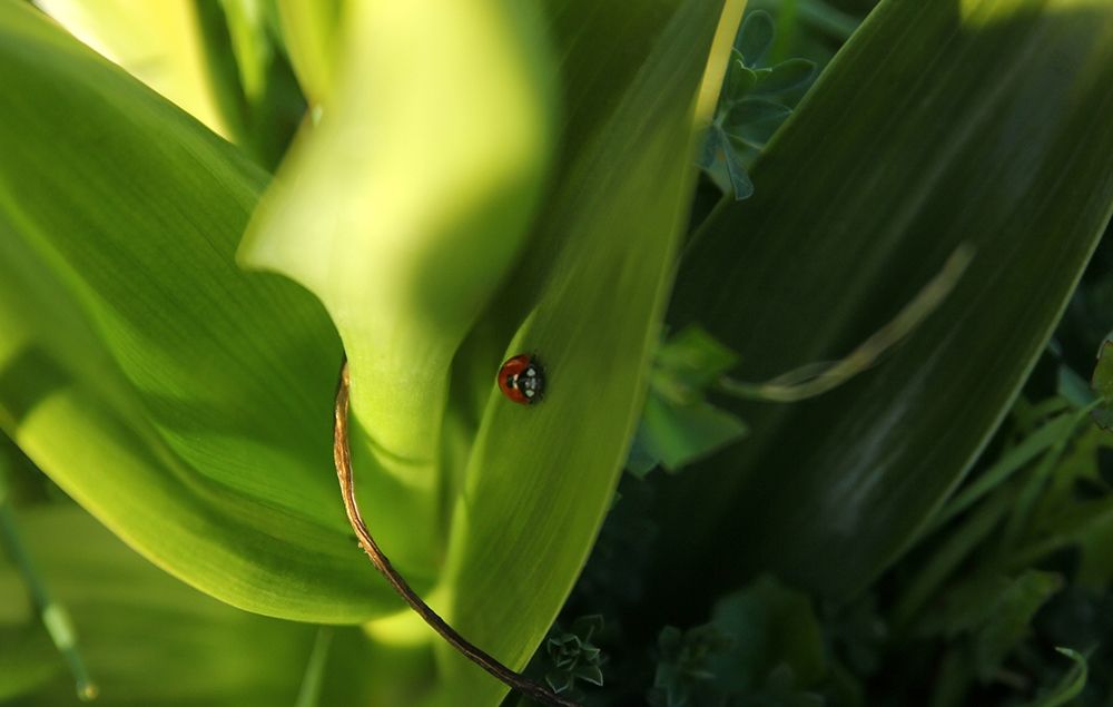 Nice Ladybug on green leaves art print by Giovanni Saiu for $57.95 CAD